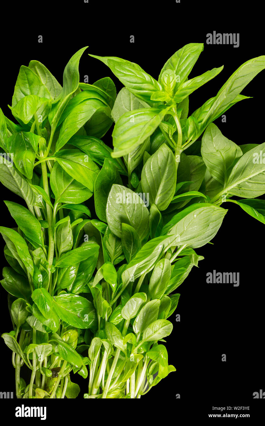Basil (Ocimum basilicum), also called sweet basil or Genovese basil, is