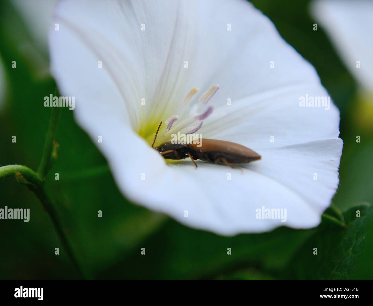 Click beetle eating pollen on bindweed flower, close-up, Agriotes Stock Photo