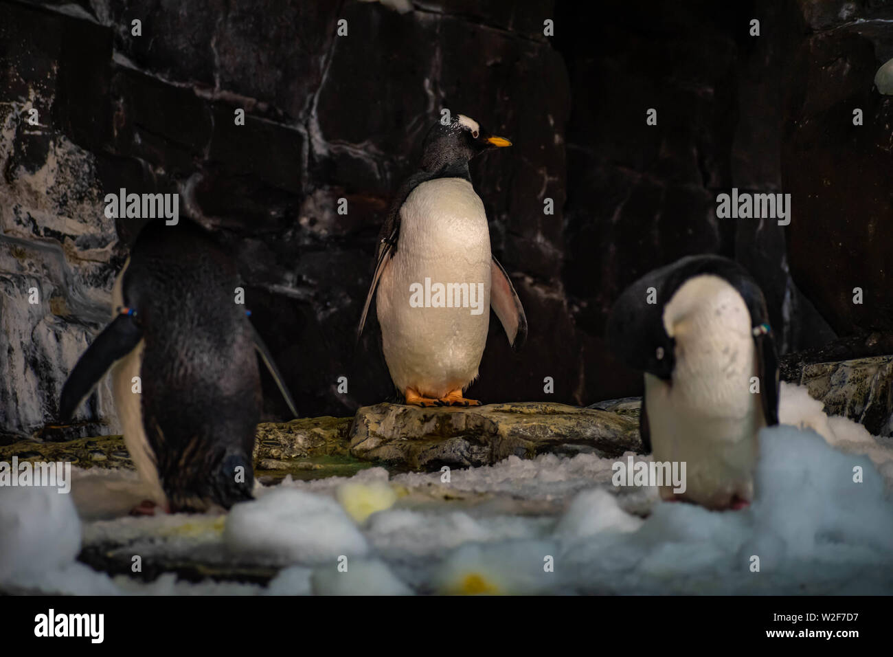 Orlando, Florida. June 17, 2019. Antarctica Empire of the Penguin at