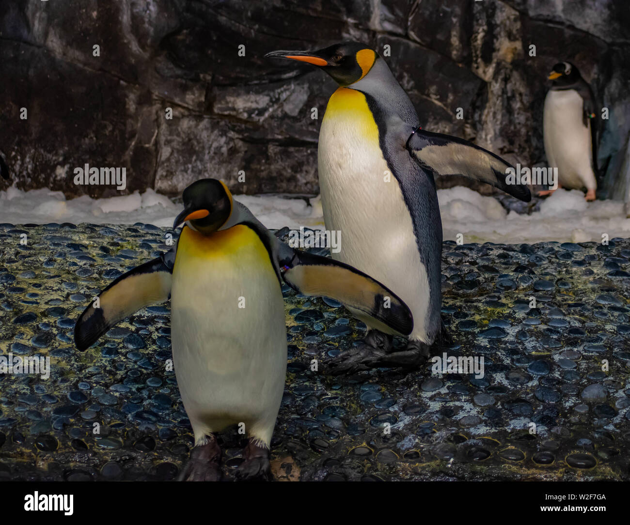 Orlando, Florida. June 17, 2019. Antarctica Empire of the Penguin at