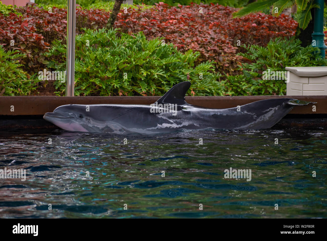 Orlando, Florida. June 17, 2019. Nice dolphin resting on edge of pool at Seaworld  1 Stock Photo