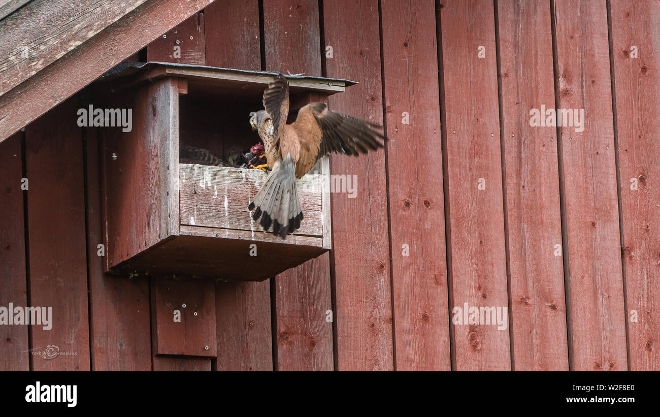 The male Kestrel (Falco tinnunculus) deliver a fresh vole to the five nestlings in the nest at the barn Stock Photo