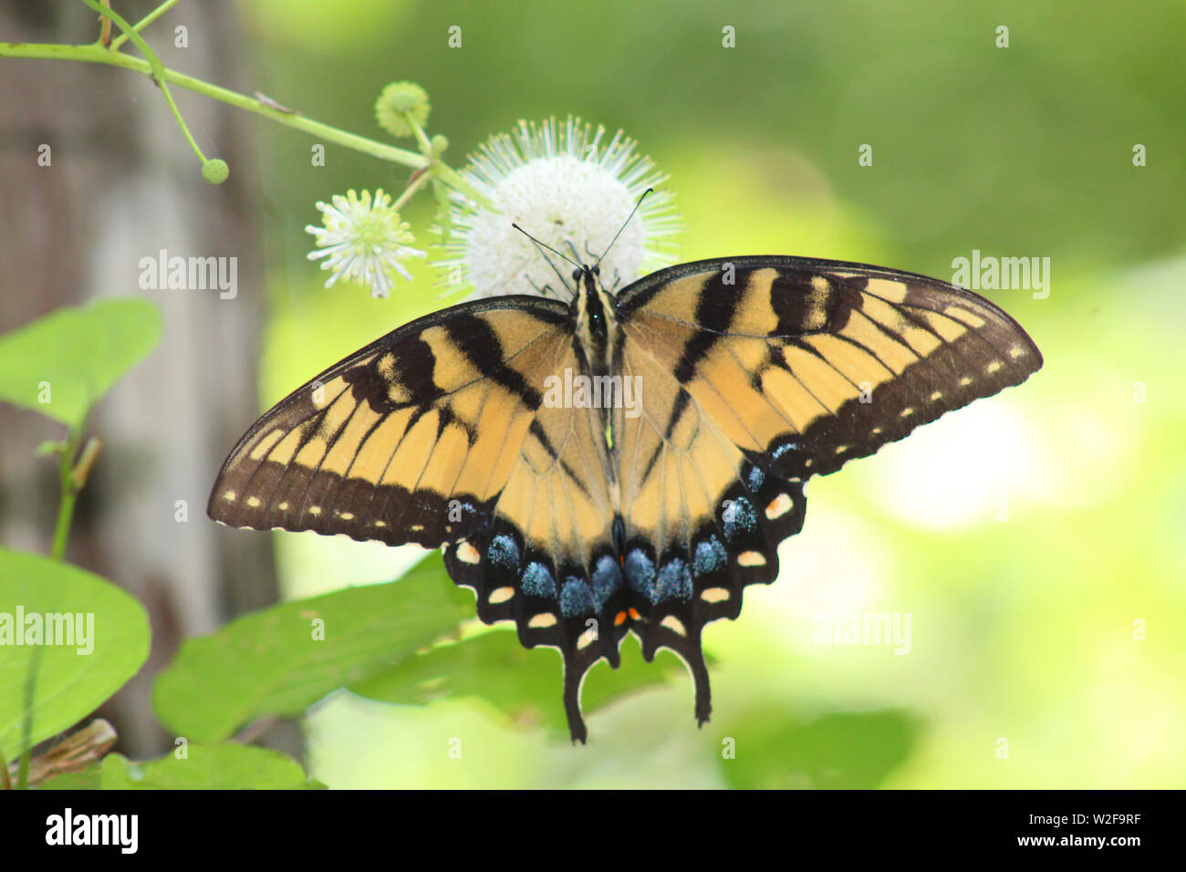 Papilio glaucus glaucus Stock Photo