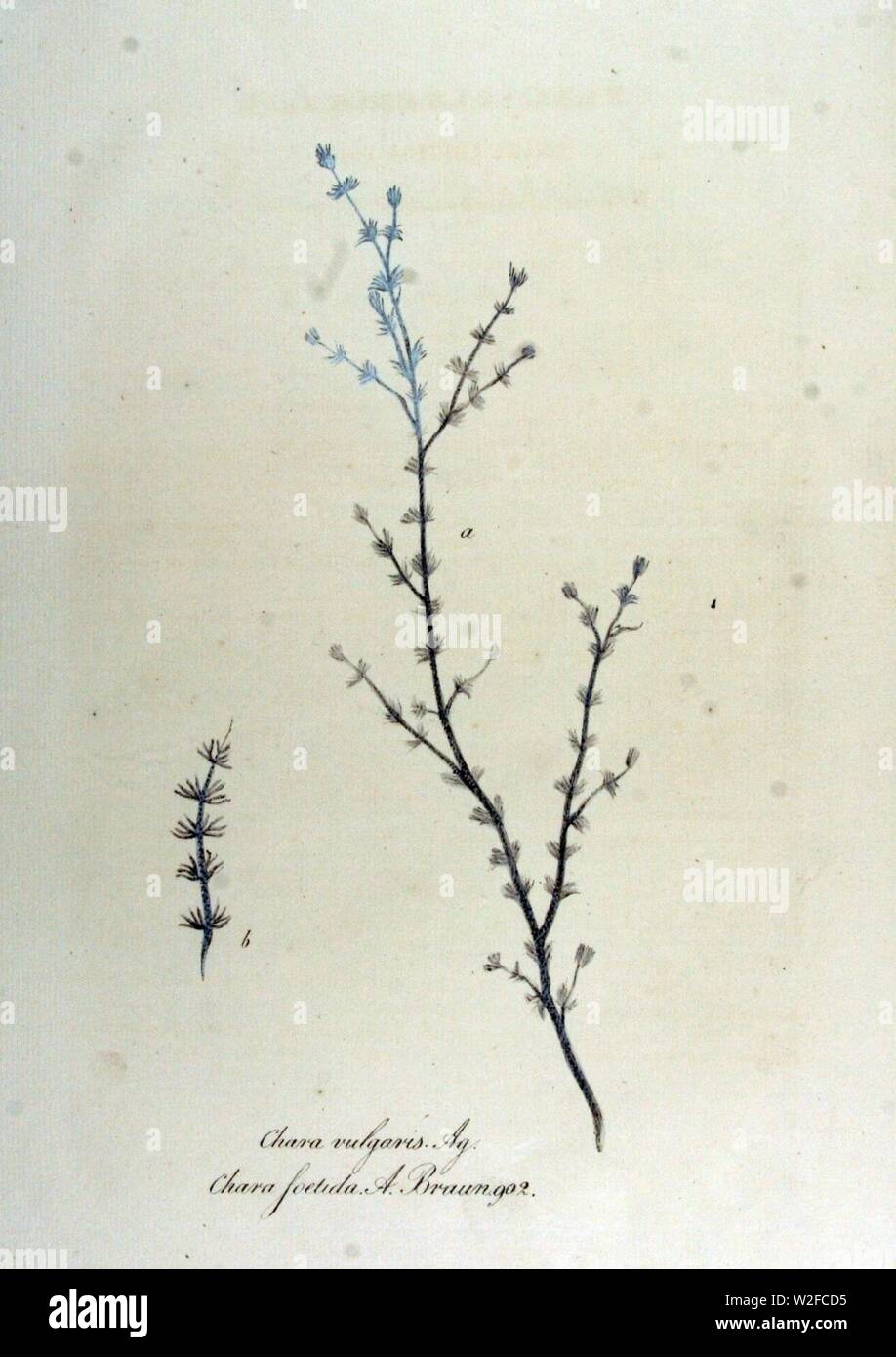 Chara foetida — Flora Batava — Volume v12. Stock Photo