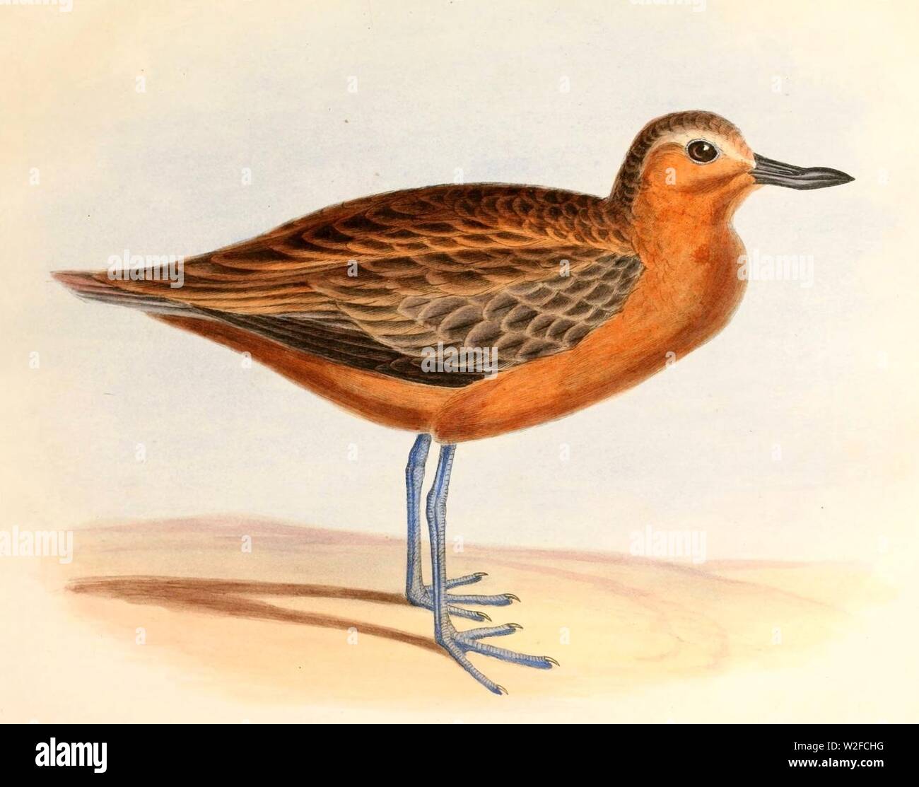 Charadrius obscurus Hullmandel Stock Photo Alamy