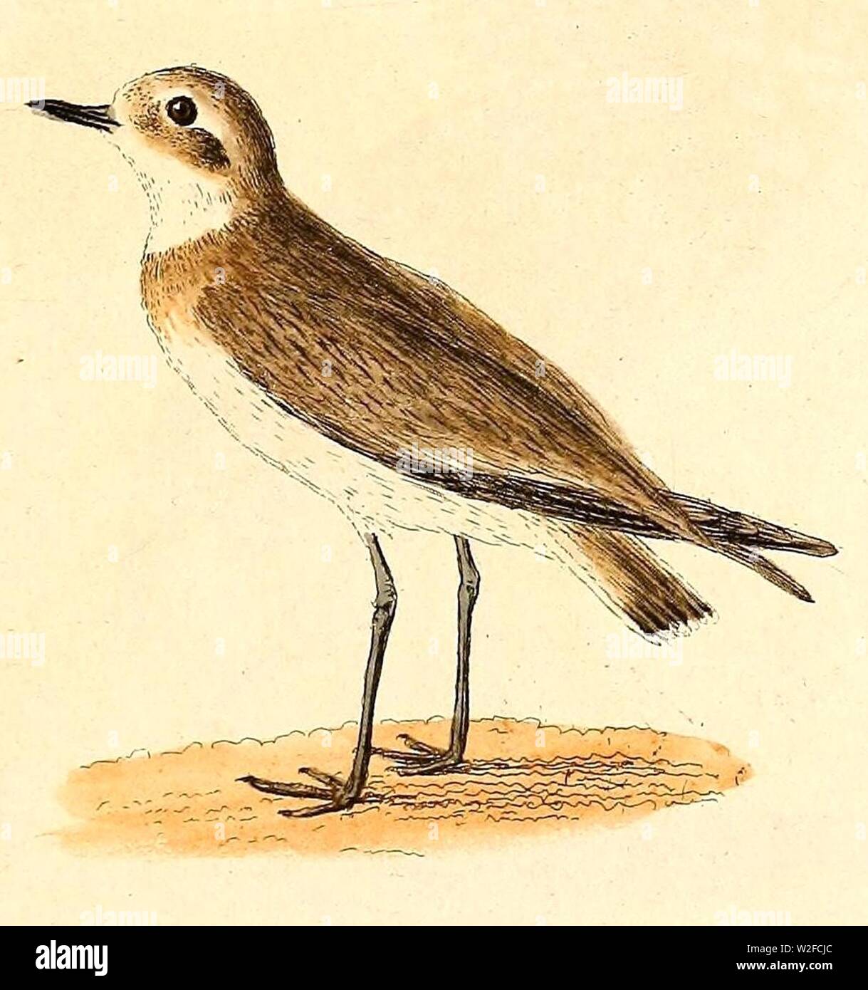 Charadrius leschenaultii 1832. Stock Photo