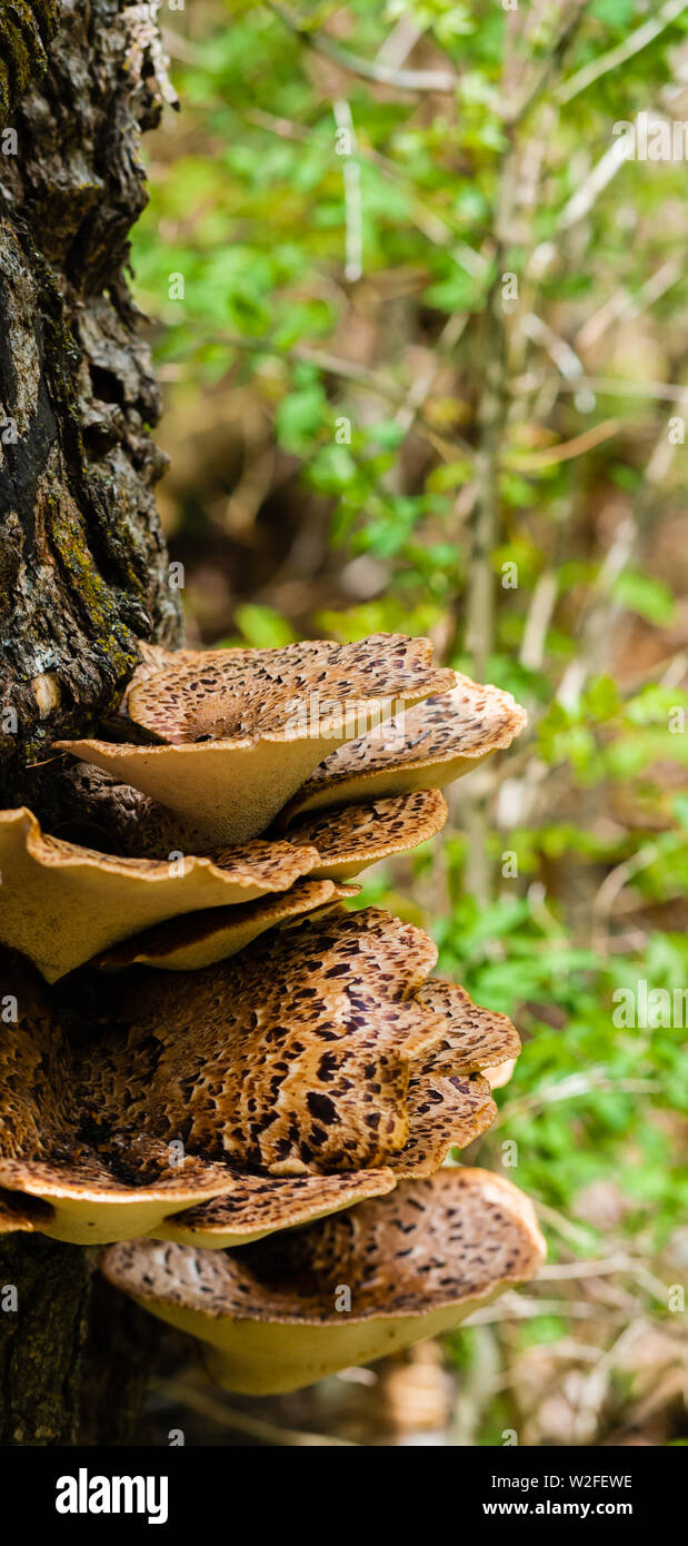 Parasitic brown fungus growing out of tree bark. Stock Photo