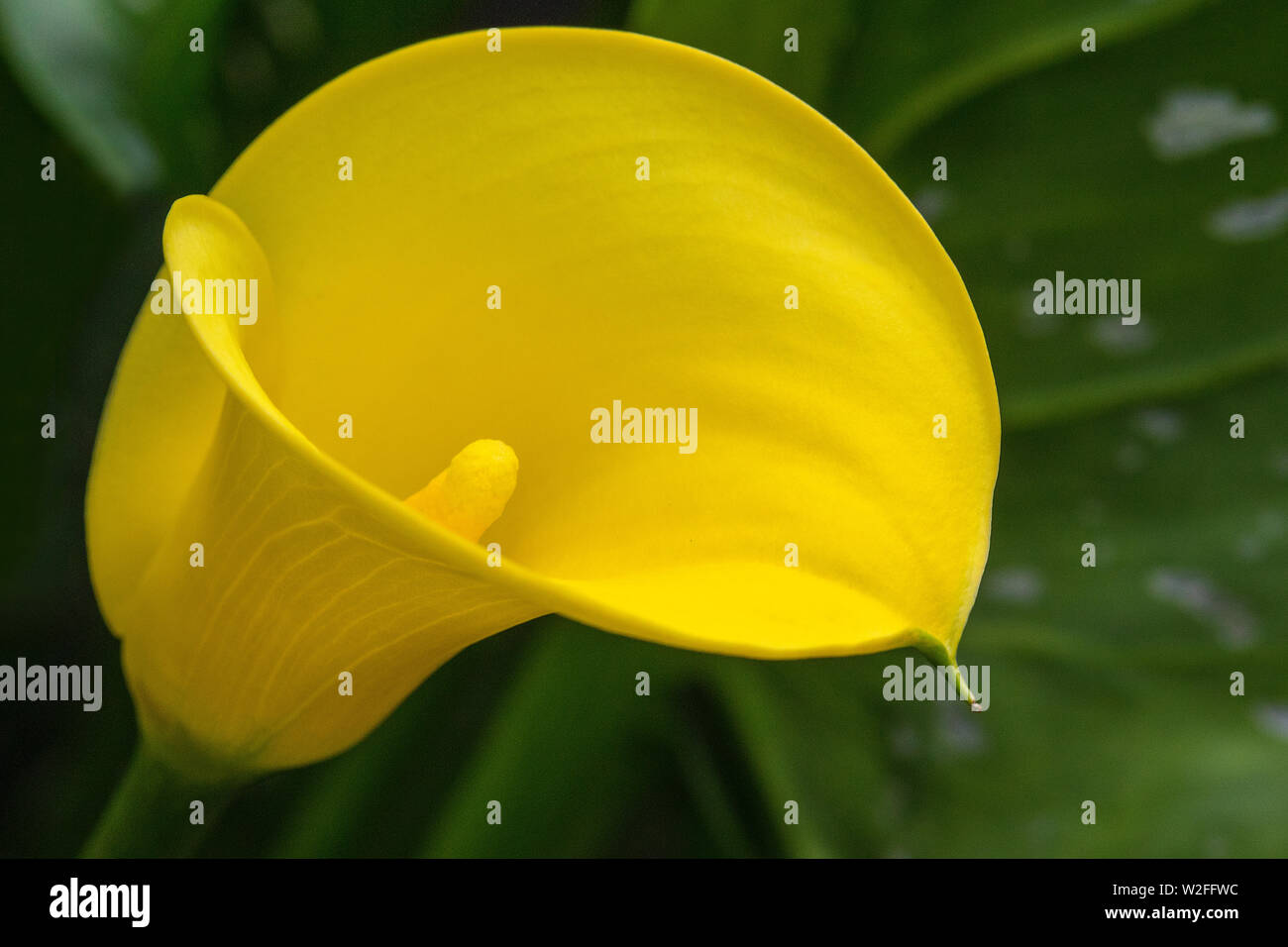 A close-up of a beautiful yellow Zantedeschia flower - also known as a Calla Lily or Arum Lily. Stock Photo