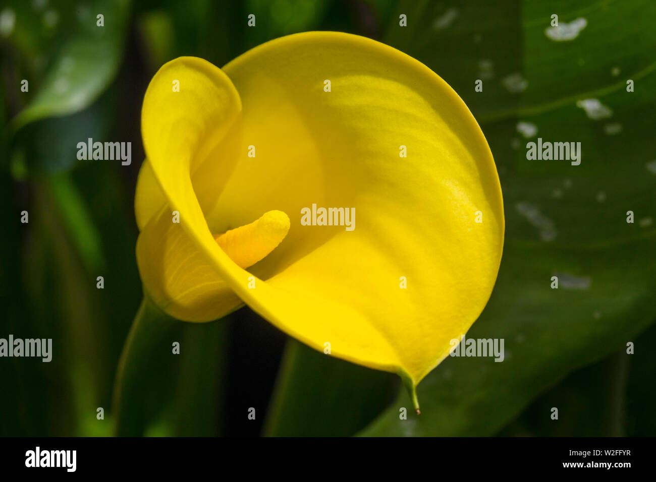 A close-up of a beautiful yellow Zantedeschia flower - also known as a Calla Lily or Arum Lily. Stock Photo