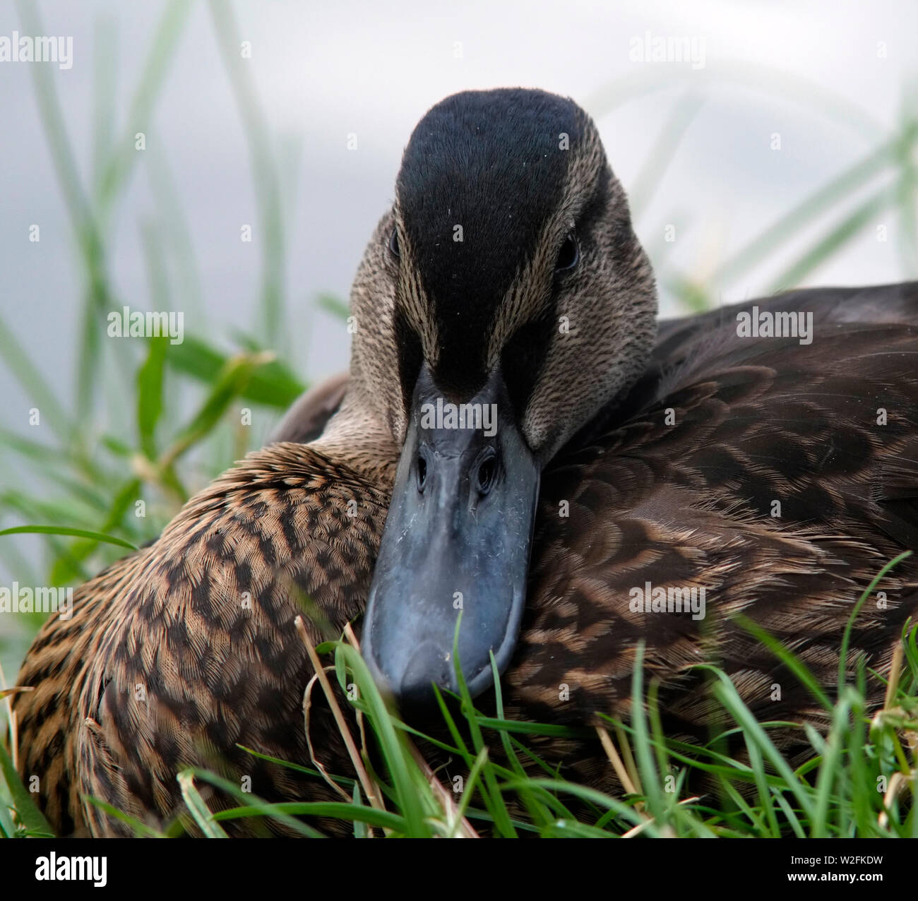 A female Mallard Duck resting in short grass beside the Grand Union Canal in south Buckinghamshire, England in July 2019. Stock Photo