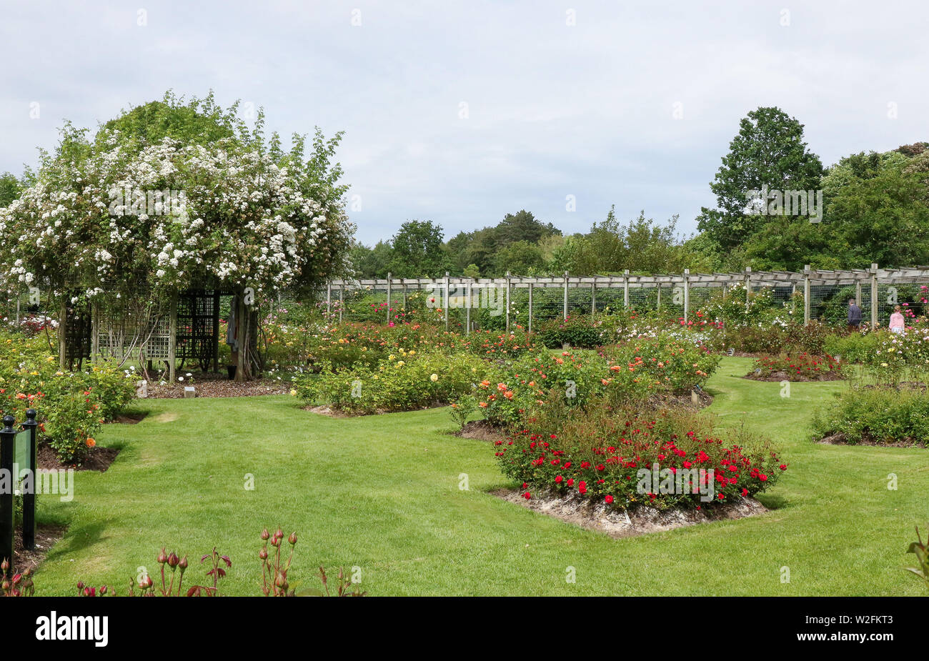 Rose garden in the international rose gardens at Sir Thomas and Lady Dixon Park, Belfast, with a pergola surrounded by roses. Stock Photo