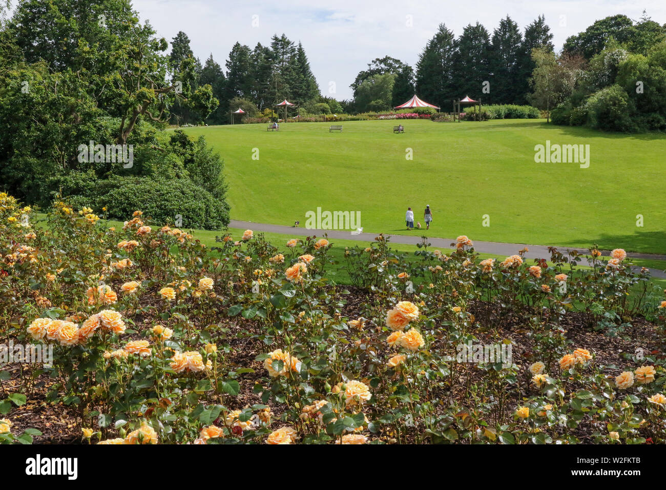 View across the rose gardens at Sir Thomas and Lady Dixon Park in Belfast with people out on a grassy green bank in one of Belfast's public parks. Stock Photo