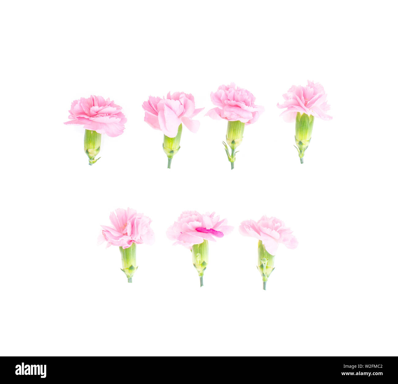 Pink carnations heads on white background.  Stock Photo