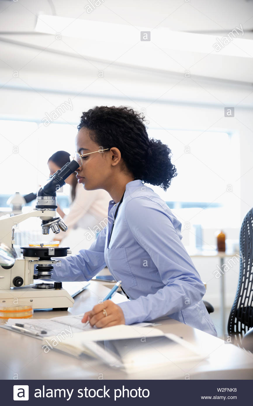 Female scientist examining petri dish under microscope in laboratory