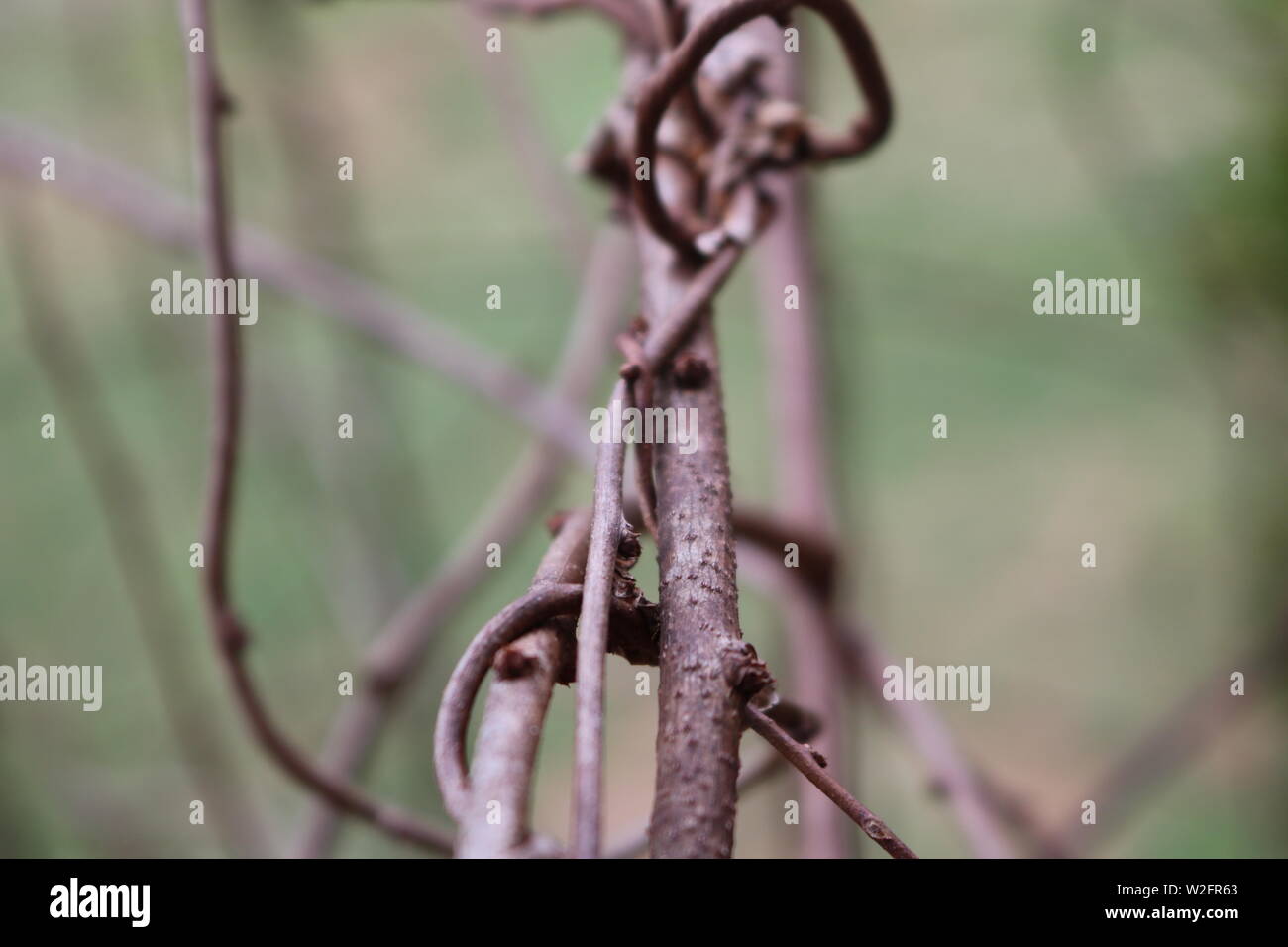 Vine tree branches hires stock photography and images Alamy