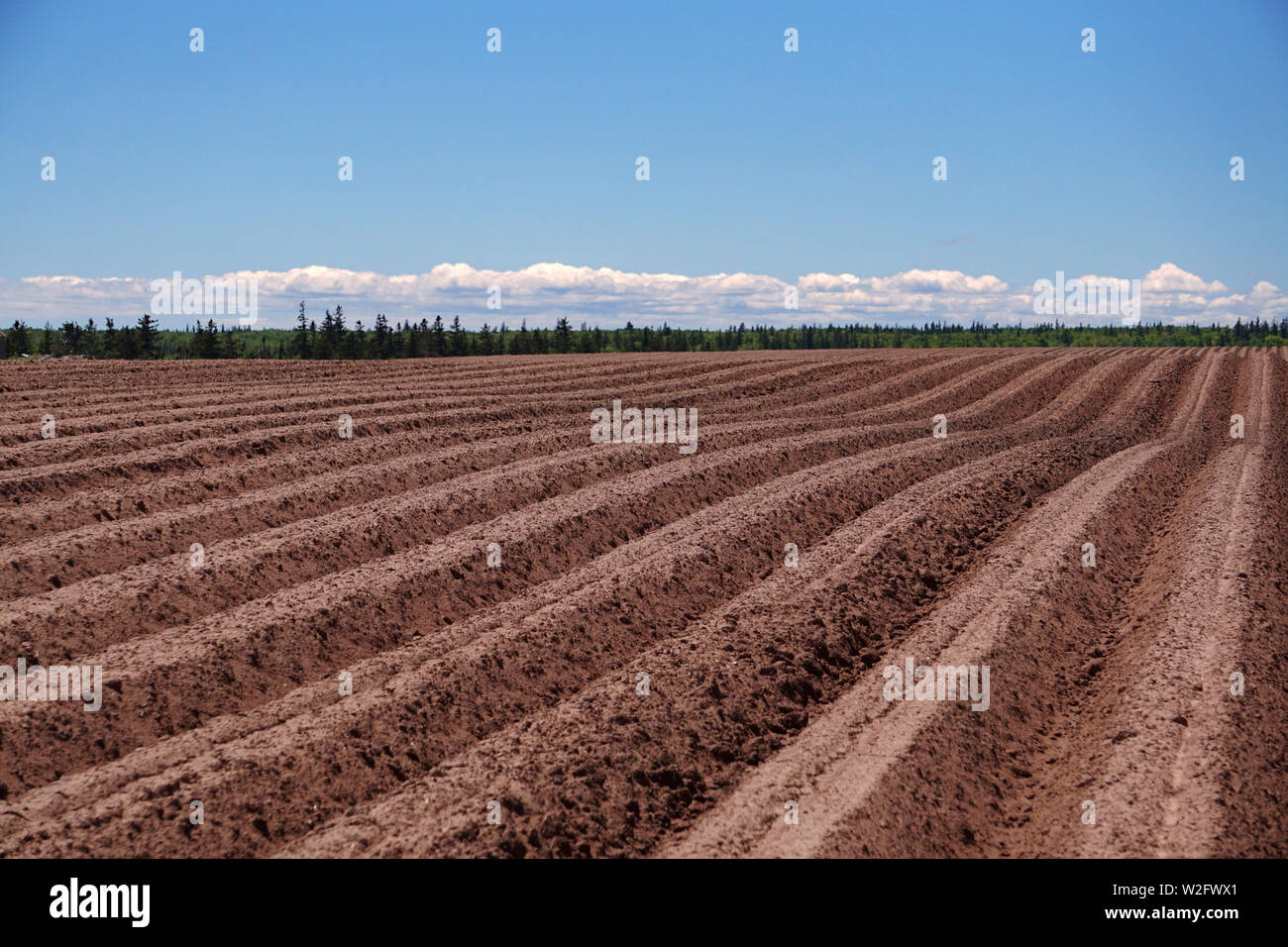 Newly planted potato field - red soil of Prince Edward Island Stock Photo