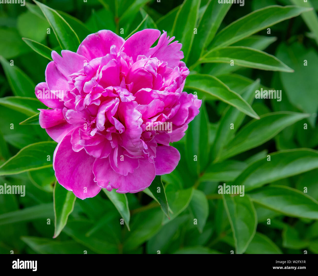 A bright colorful pink peony growing in a garden in Speculator, NY USA Stock Photo
