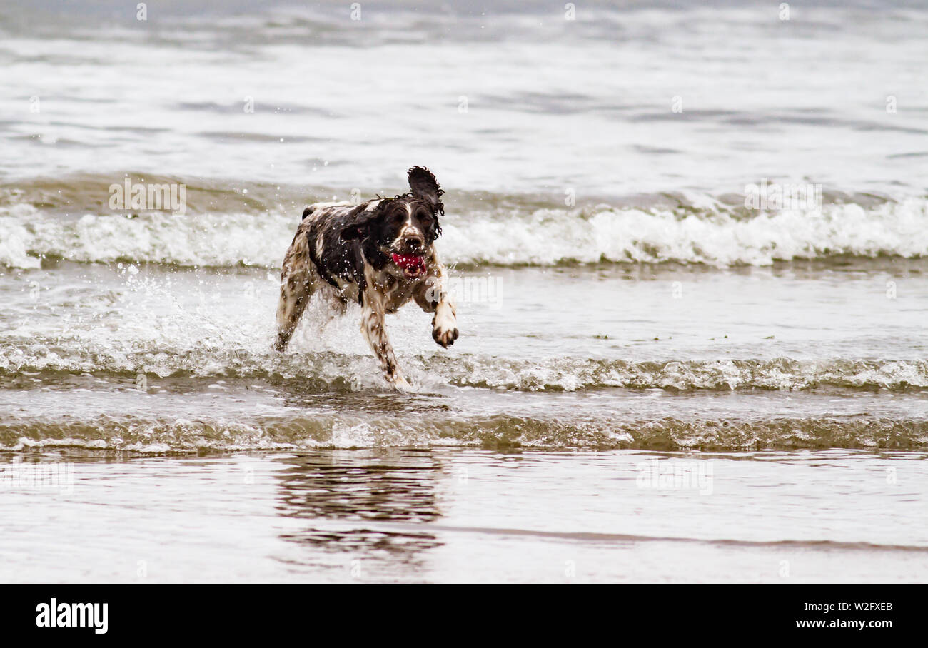 Dogs playing on the beach Stock Photo