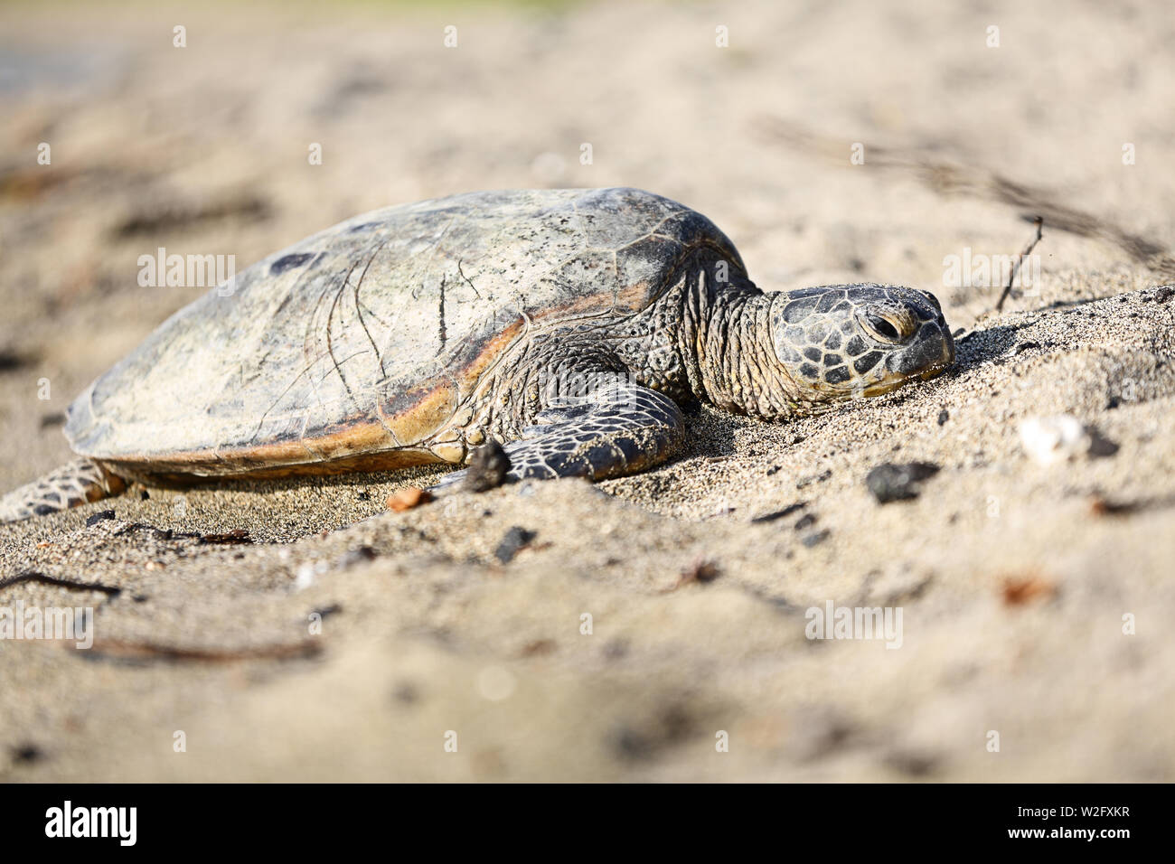 Turtle. Hawaiian sea turtles resting in beach sand relaxed, calm, safe ...