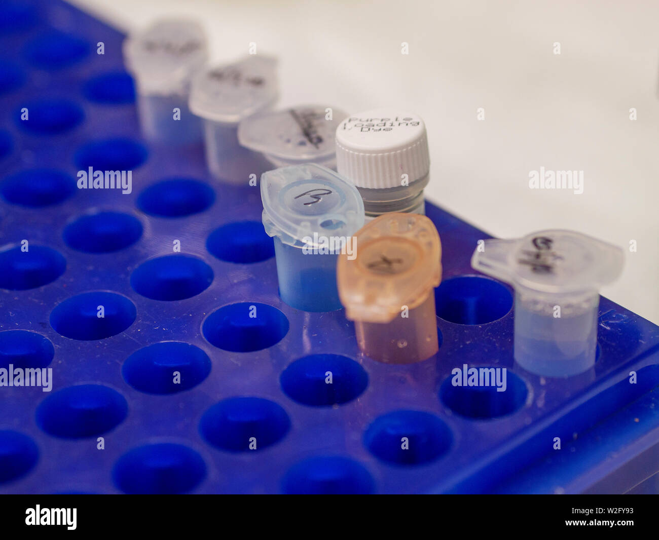Microfuge tubes and tube of purple loading dye. Electrophoresis