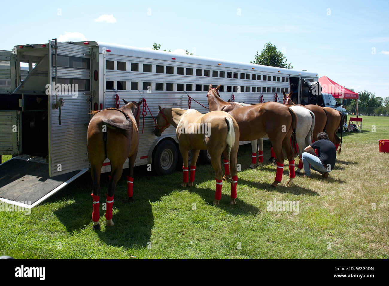 Polo horses with red legging tied to trailer Stock Photo Alamy