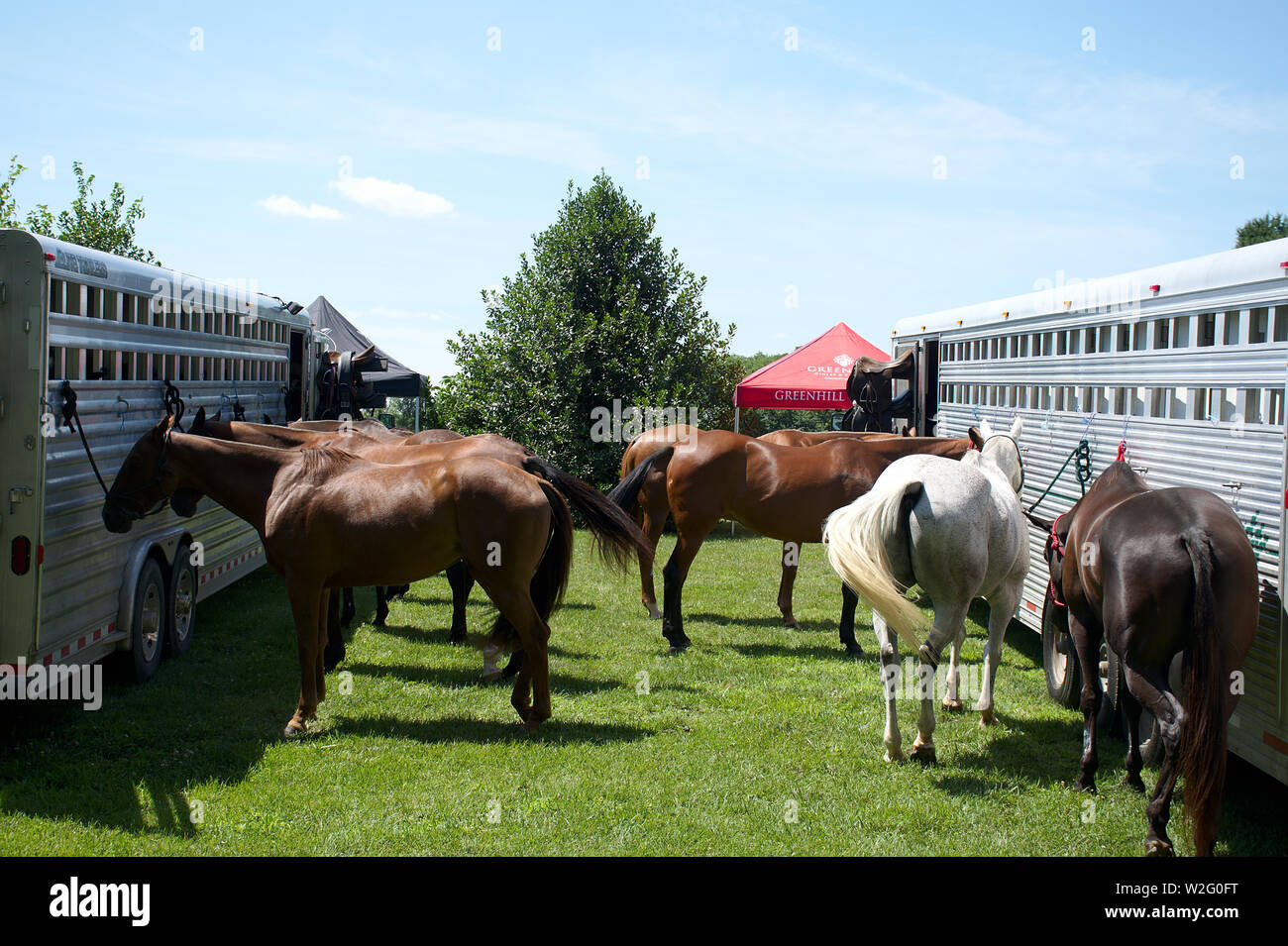 Polo horses with red legging tied to trailer Stock Photo Alamy