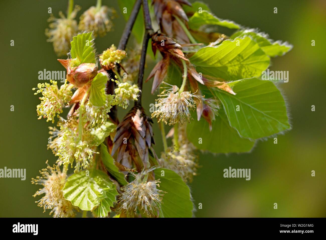 Common beech (Fagus sylvatica), branch with male and female flowers and fresh leaves in spring, North Rhine-Westphalia, Germany Stock Photo