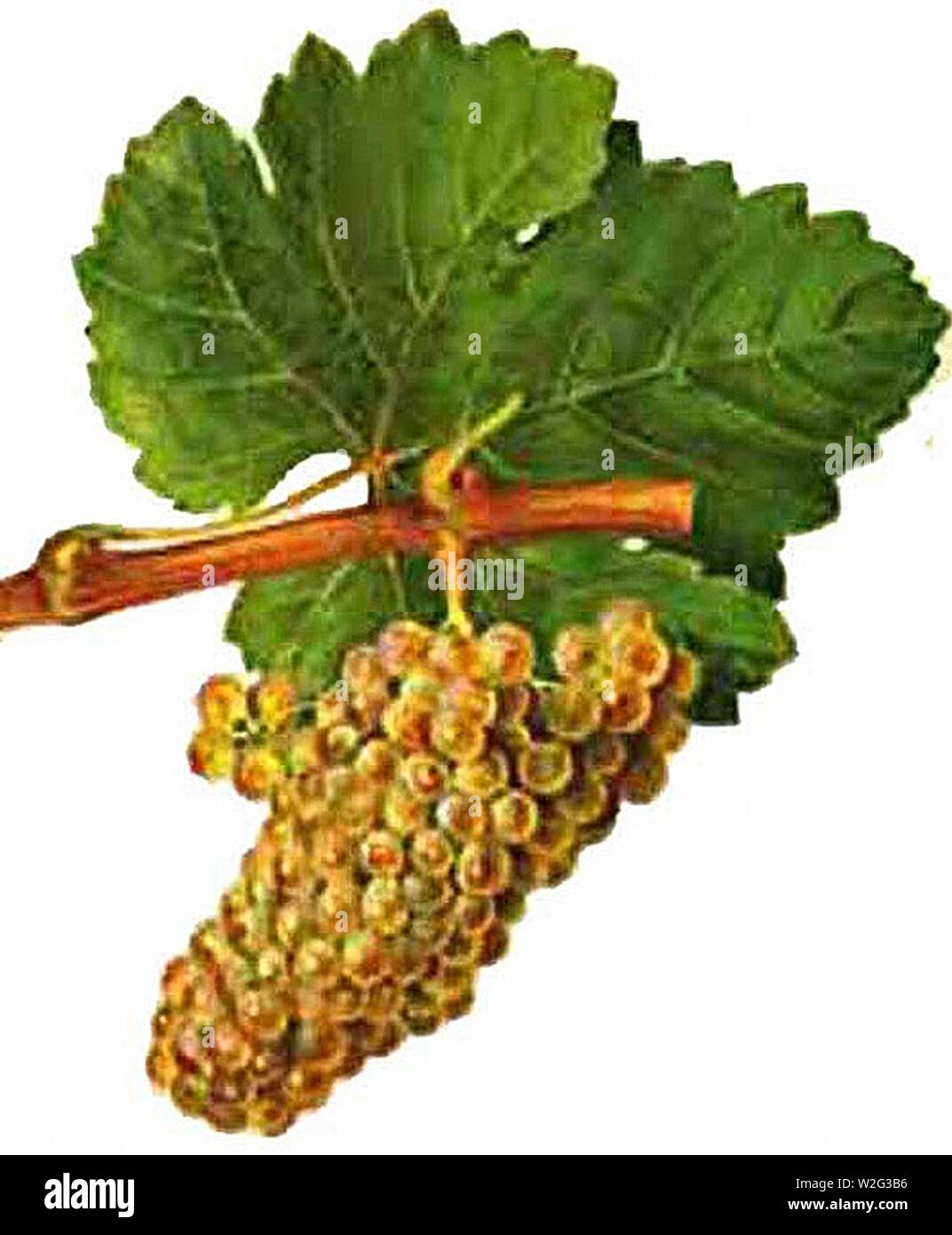 Chenin Blanc Grapes