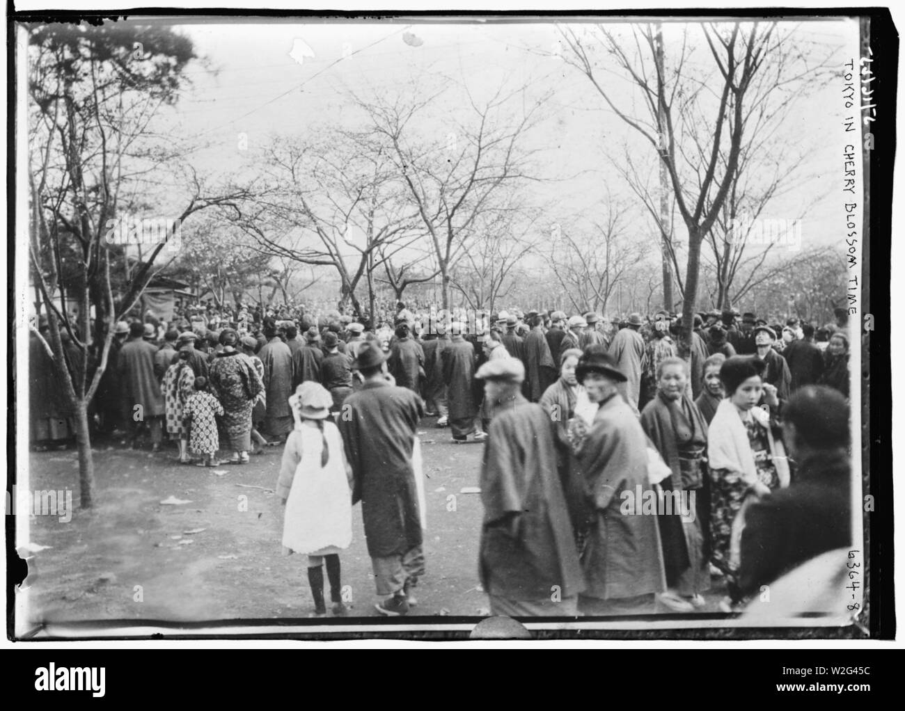 Cherry Blossoms, Tokyo Stock Photo Alamy