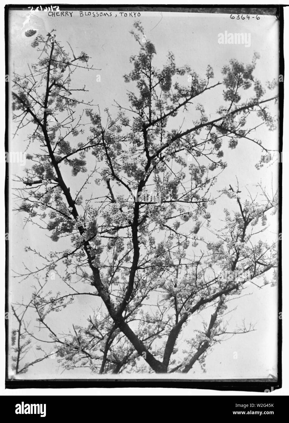 Cherry Blossoms, Tokyo Stock Photo Alamy