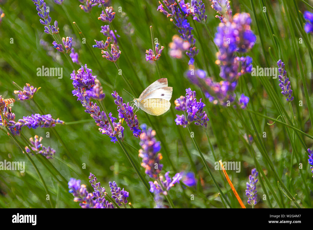 Close-up of Pieridae white butterfly on lavender flower swaying in the wind, taken with shallow depth of field. Stock Photo