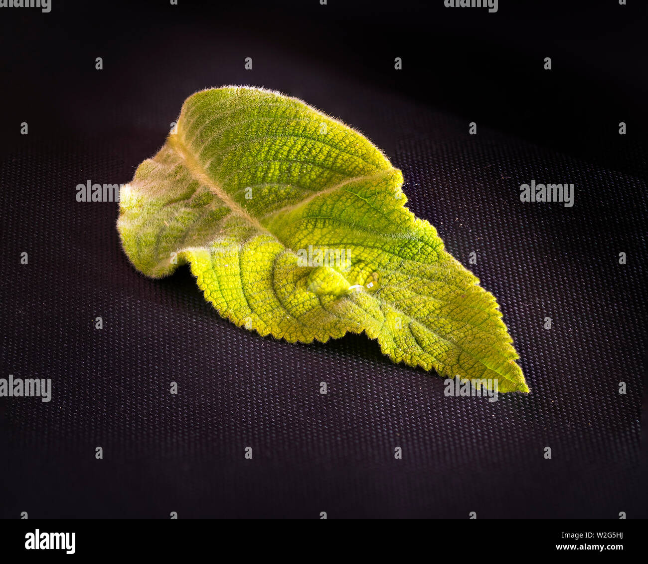 Green leaf with detail texture isolated on a black background Stock Photo