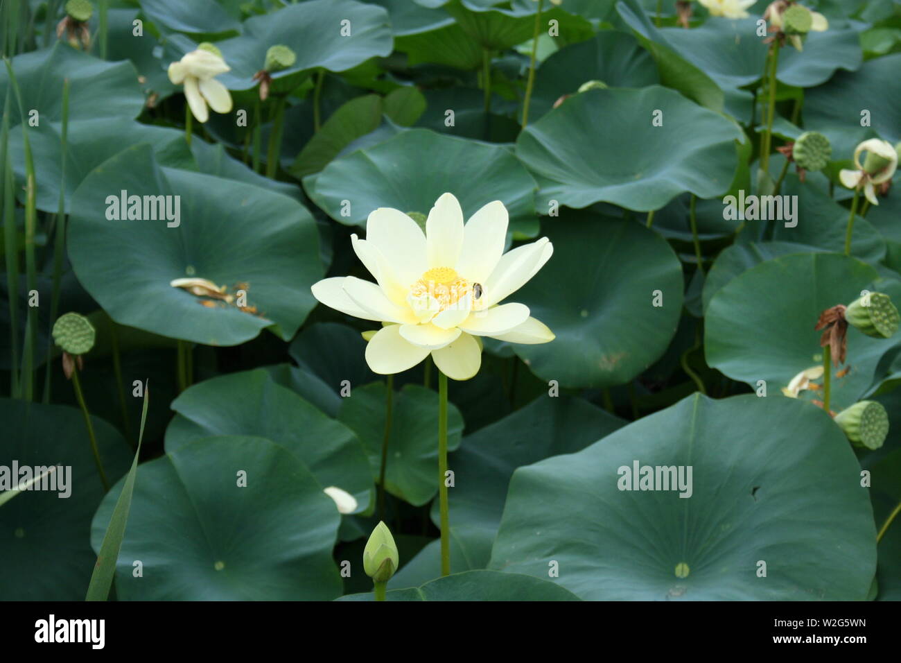 Lilies and Bees Stock Photo - Alamy