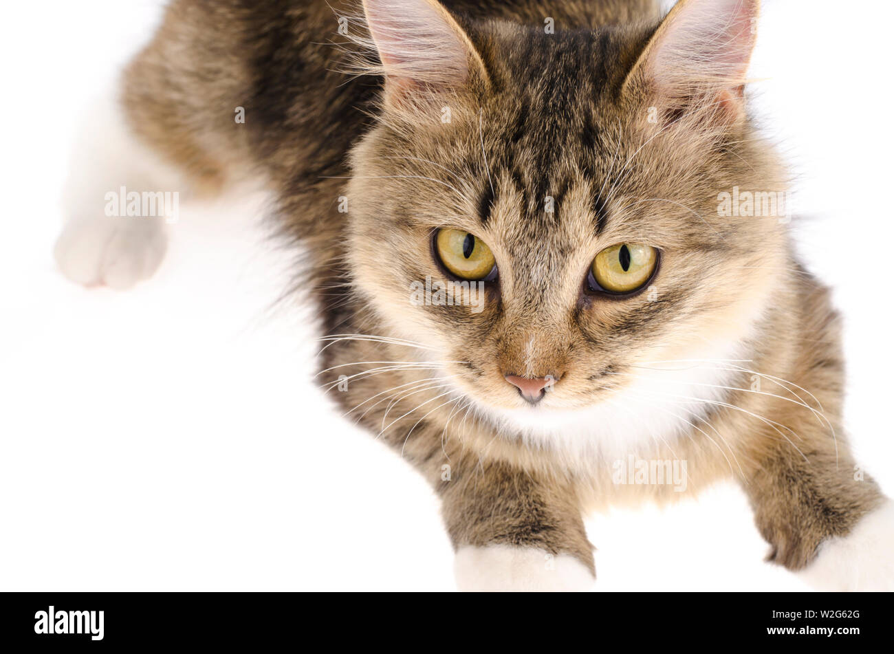 Domestic cat close up on white background Stock Photo - Alamy
