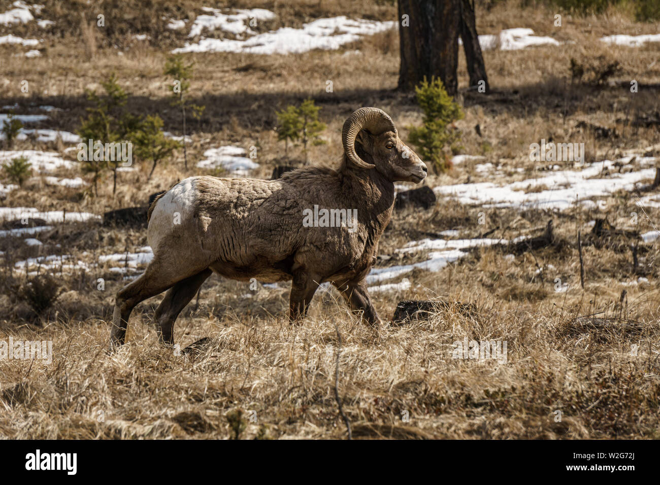 Ram ovis canadensis hi-res stock photography and images - Alamy