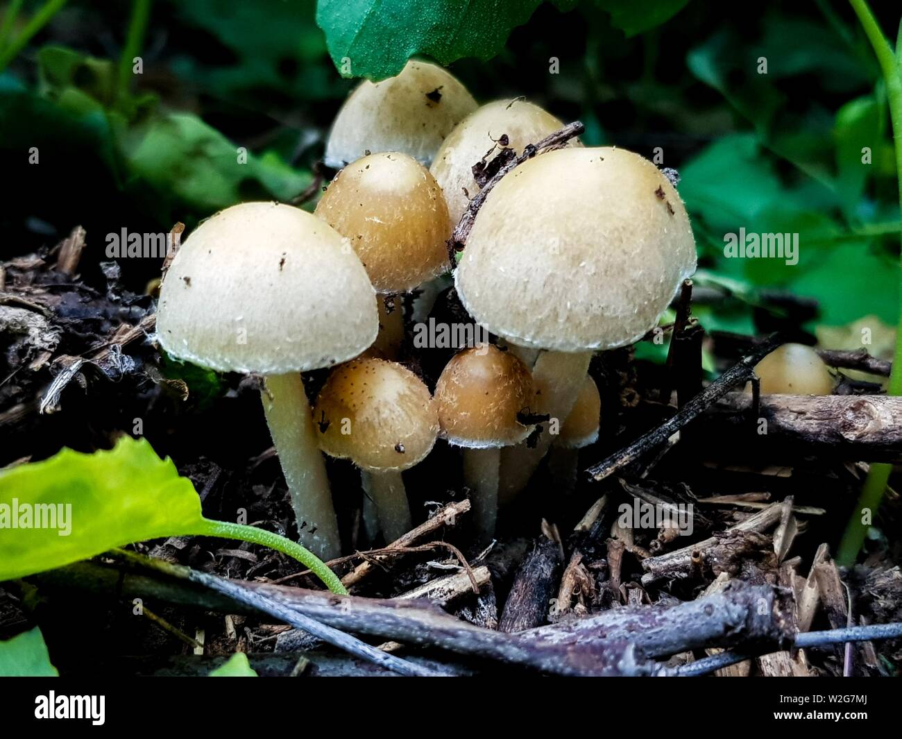 Pleurotus eryngii edible mushrooms growing in a wild forest Stock Photo