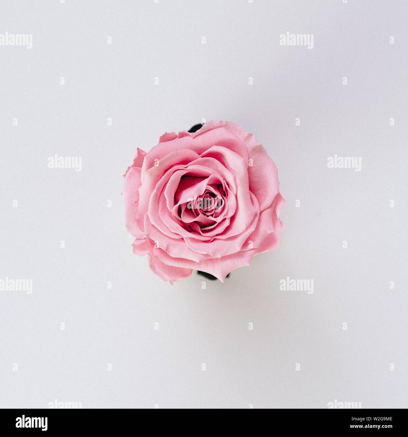 Beautiful single isolated pink rose on a pure white background ...