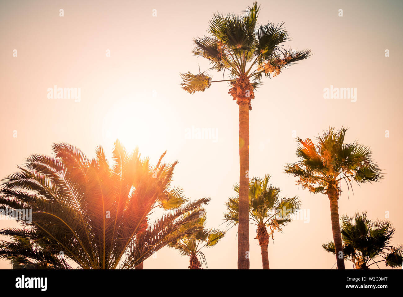 Palm trees under the rays of the colorful sunset. Stock Photo