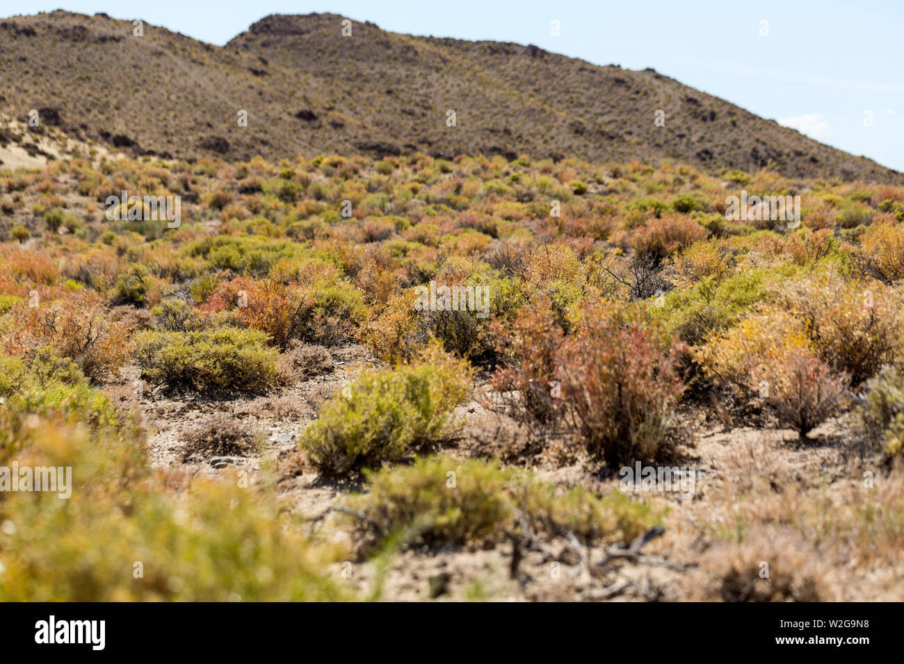 Beautiful spring colors of sagebrush in the desert Stock Photo Alamy