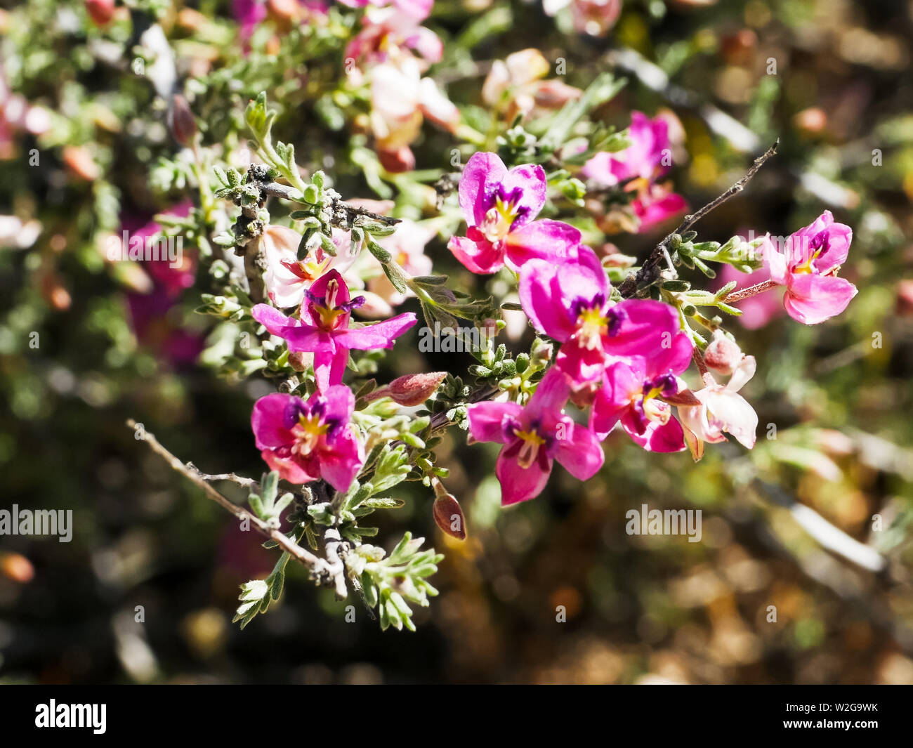 close up of pretty pima rhatany flowers Stock Photo