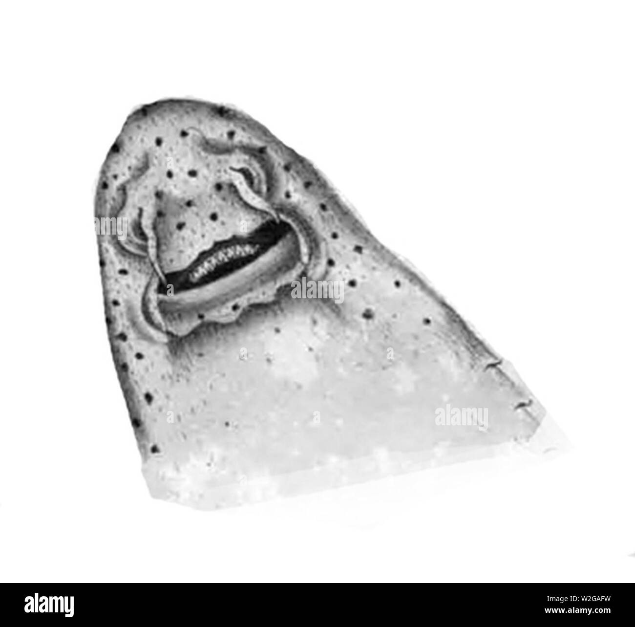 Chiloscyllium plagiosum rostre Stock Photo Alamy