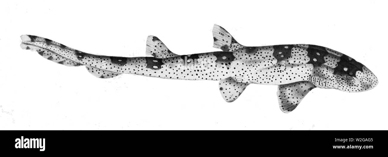 Chiloscyllium plagiosum2 Stock Photo Alamy