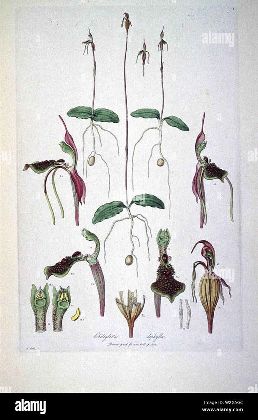 Chiloglottis diphylla (Illustrationes Florae Novae Hollandiae plate 8). Stock Photo