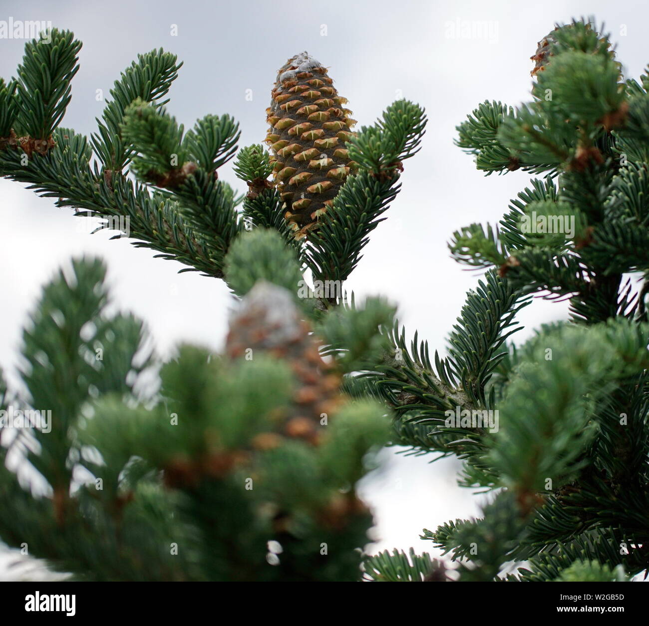 Sap covered pine cone hires stock photography and images Alamy