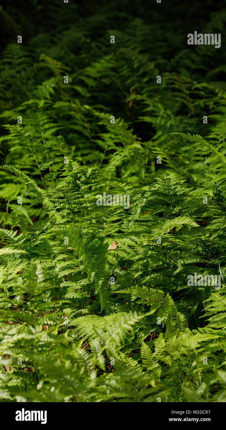 Class of ferns hi-res stock photography and images - Alamy