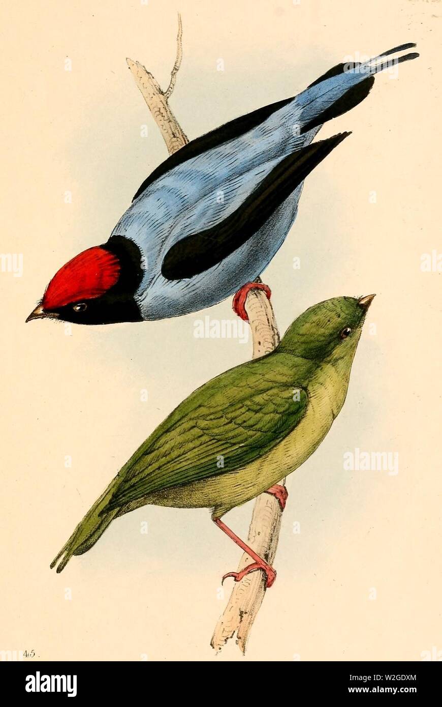 Chiroxiphia caudata hires stock photography and images Alamy