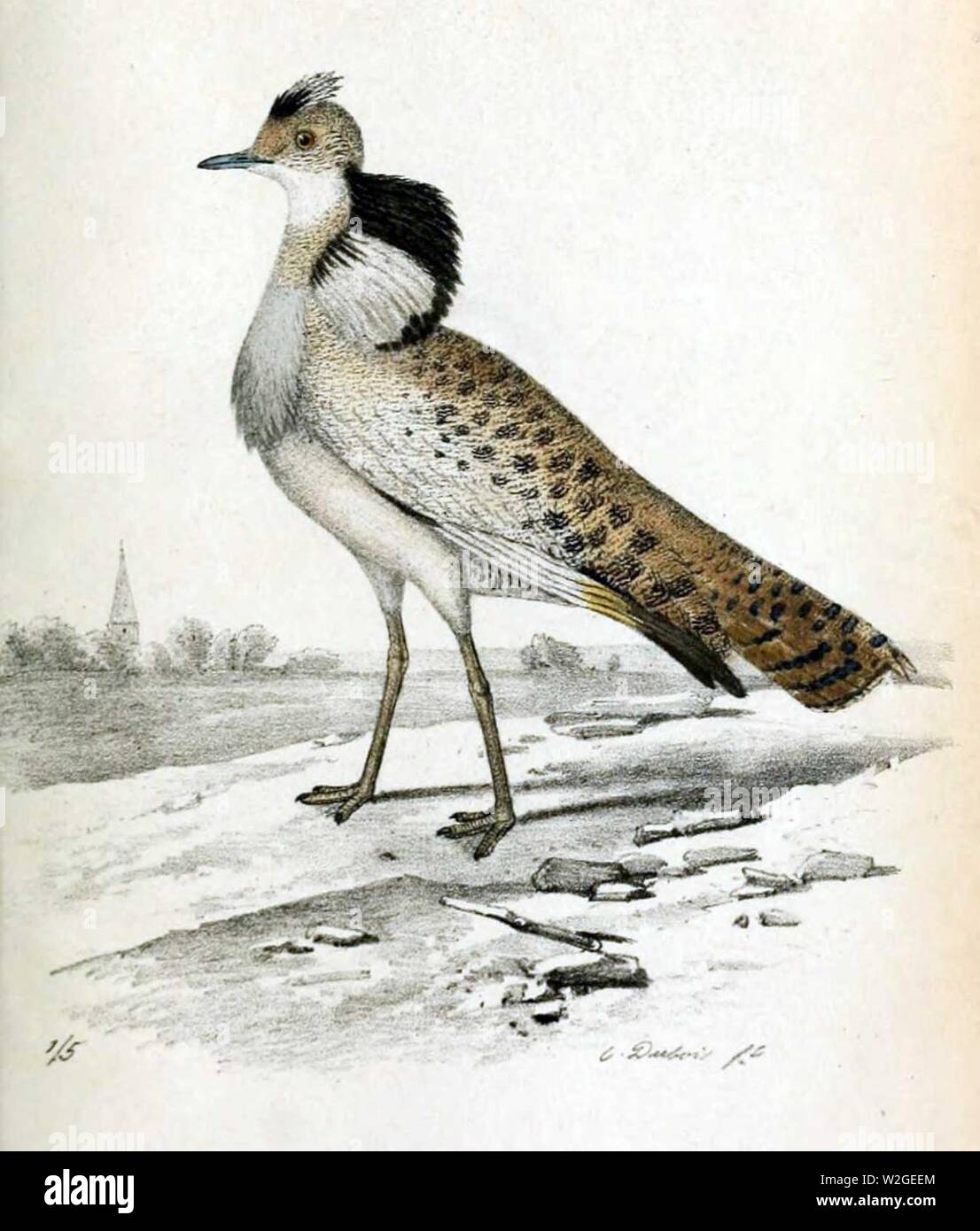 Chlamydotis macqueenii 1856. Stock Photo