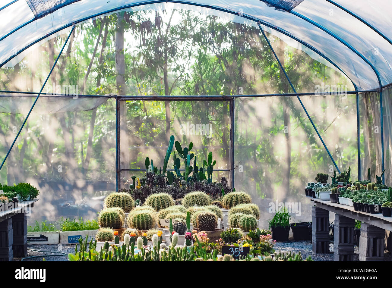 beautiful cactus in houseplant for nursery Stock Photo Alamy