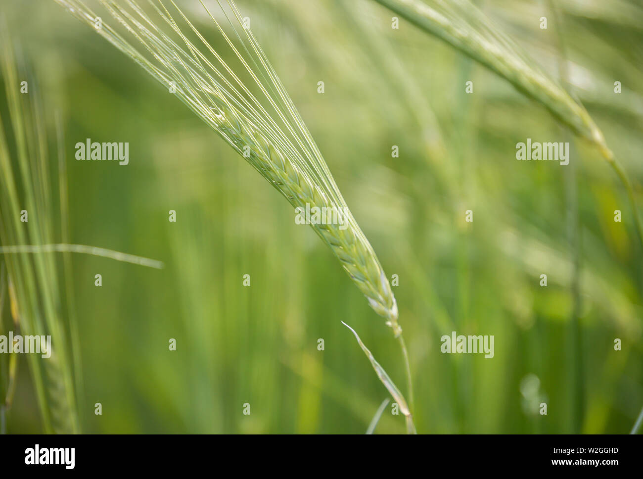 Macro photography, ear of wheat isolated on wheat field Stock Photo