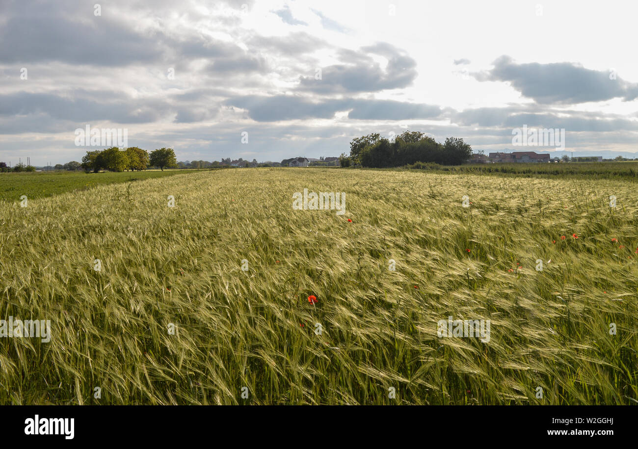 Countryside landscape with wheat field Stock Photo